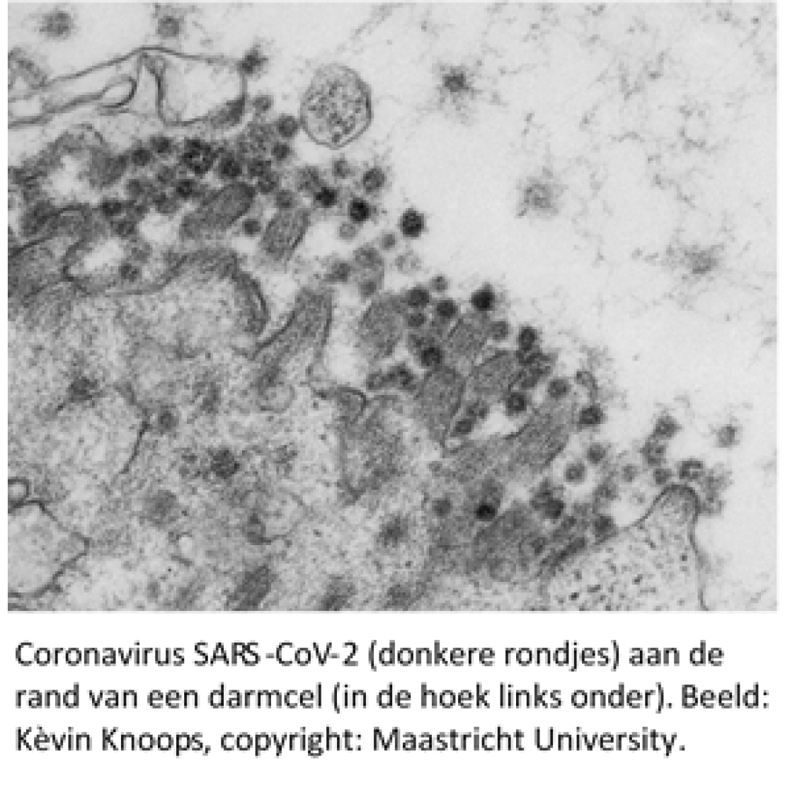 corona1nl