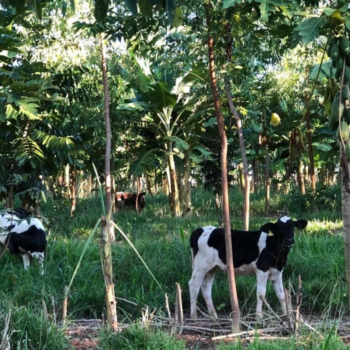 Fig.1: Agroforestry plot with banana and papaya trees and cows. Picture: Mark L. Miller 