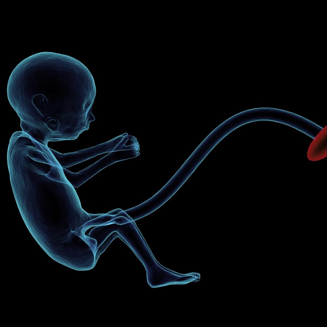 Embryo blog IGIR  LBM_MLR