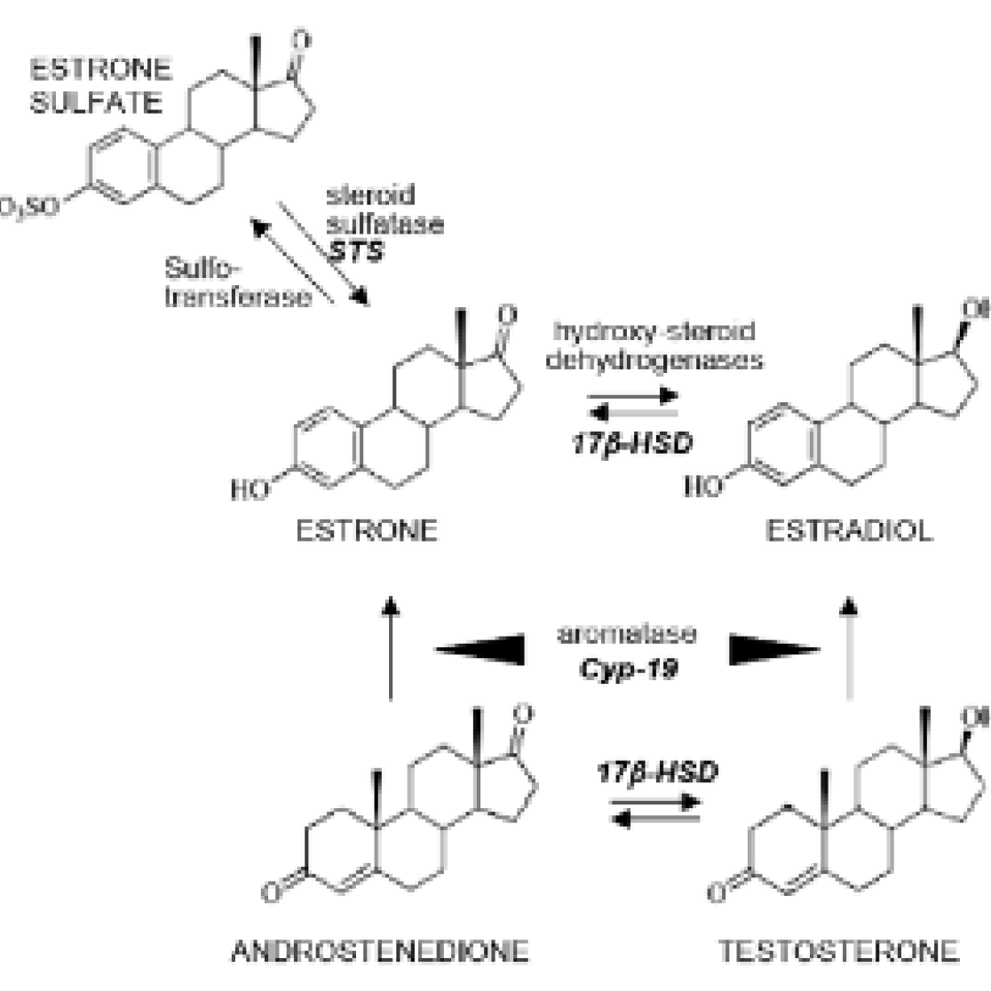 estrogen_metabolism_text_1