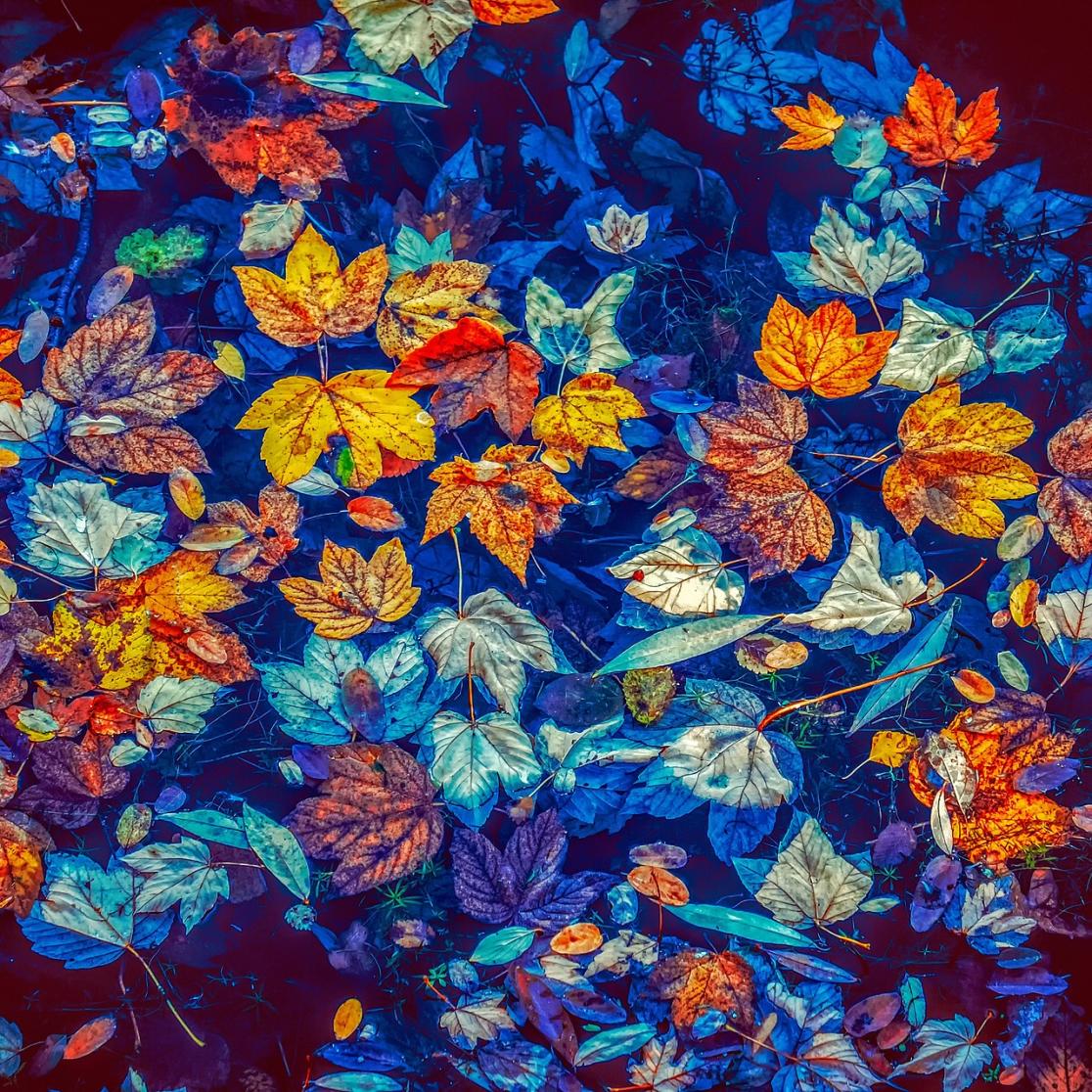 Fall-leaves blog Paolo Balboni