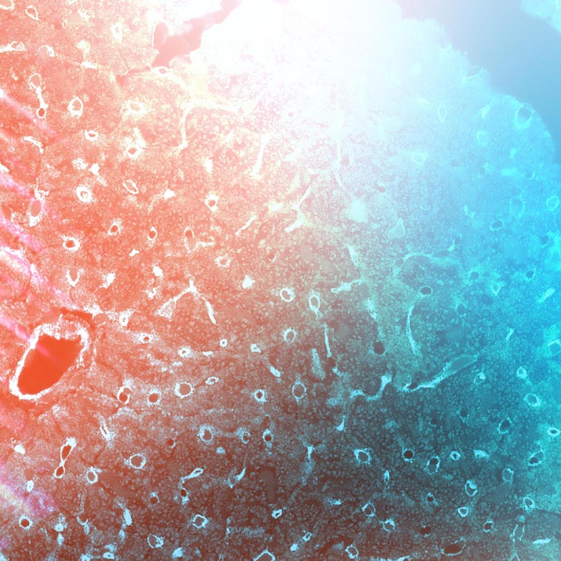 Department of Molecular Genetics header