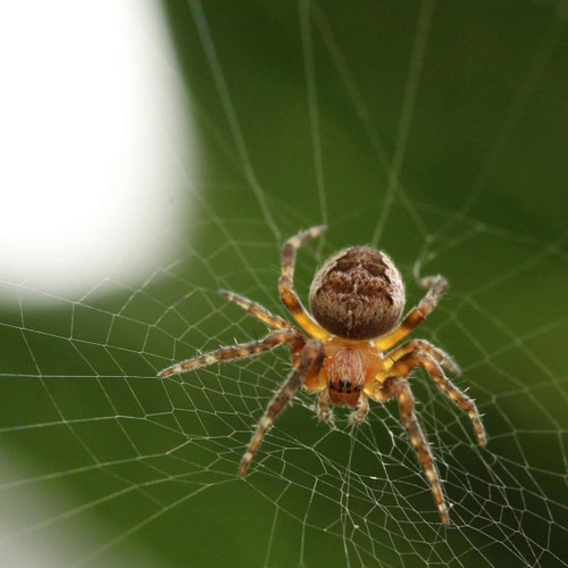 Arachnophobia research