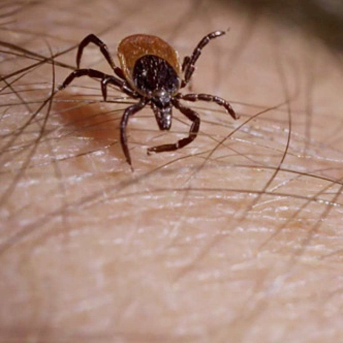 Lyme prevention Beajean
