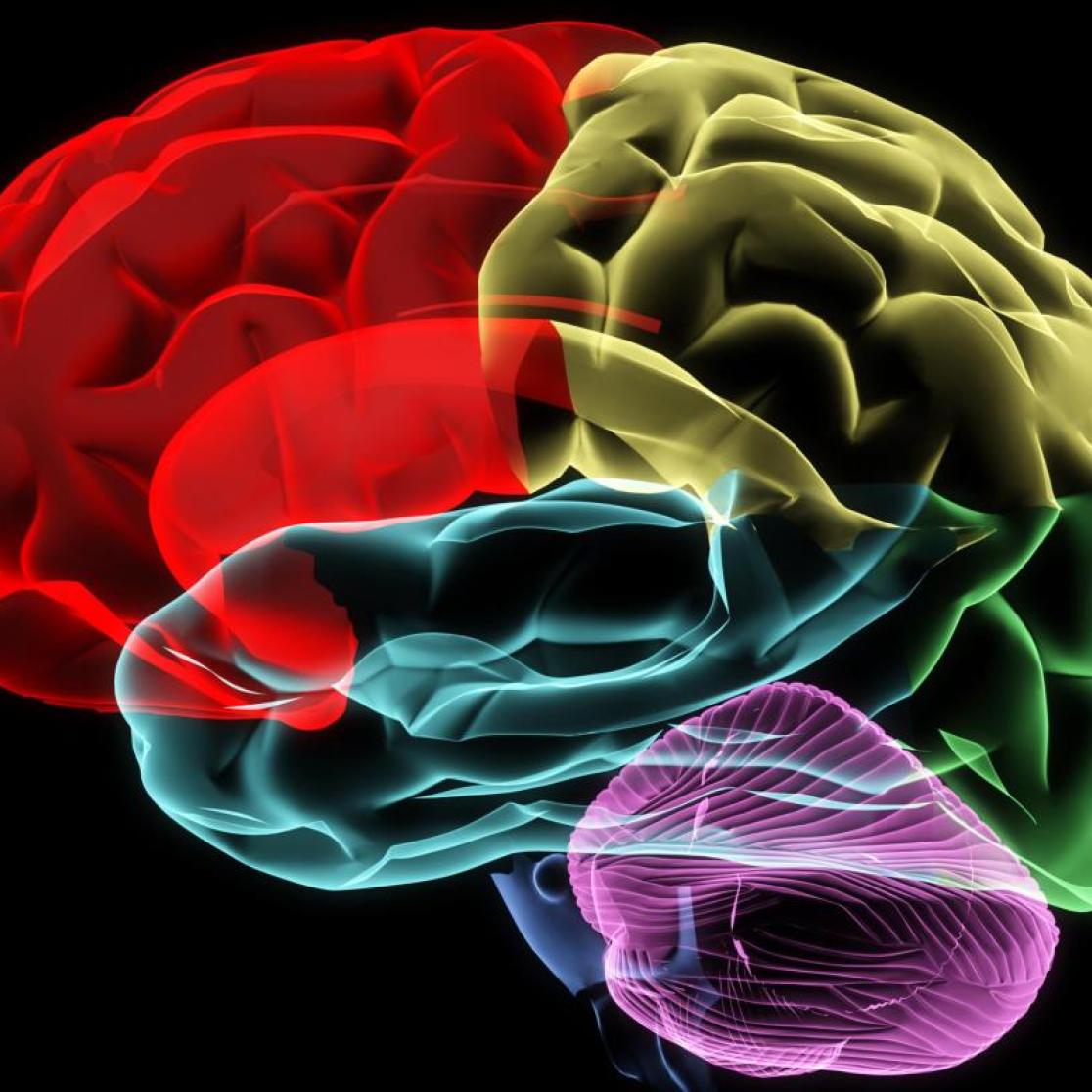 Human Neuroanatomy