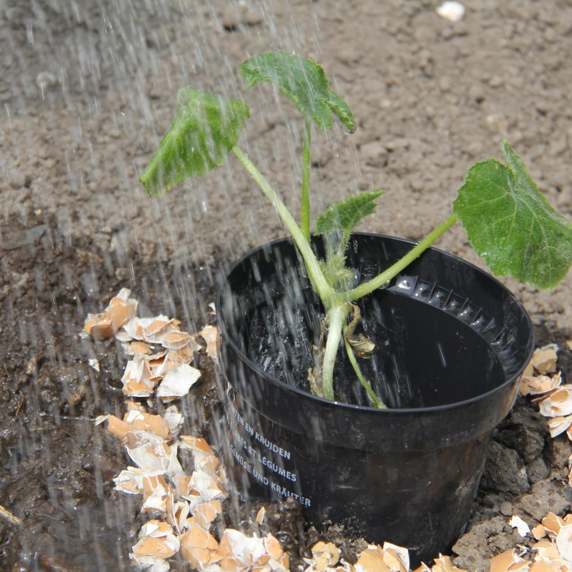 urban garden