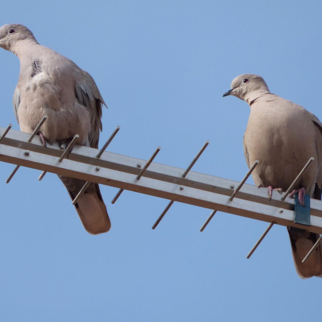 law bloges_haatimam_turtledoves