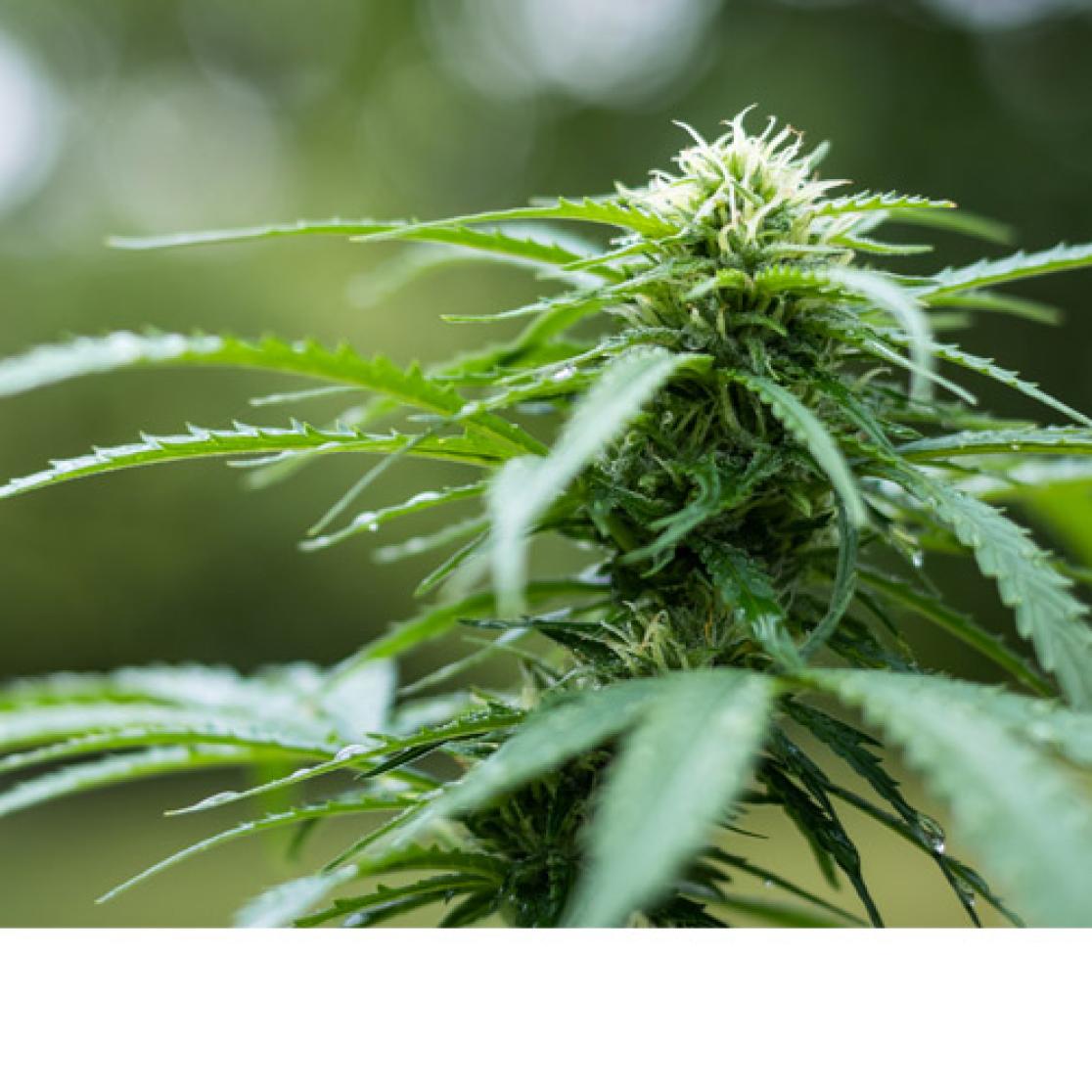 Cannabisplant