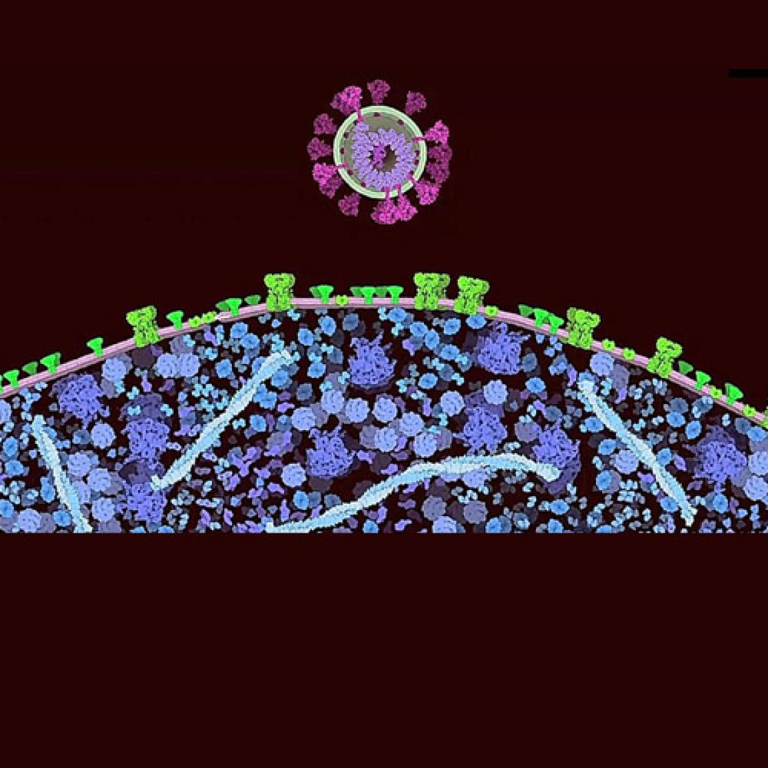 Microscopic image of coronavirus