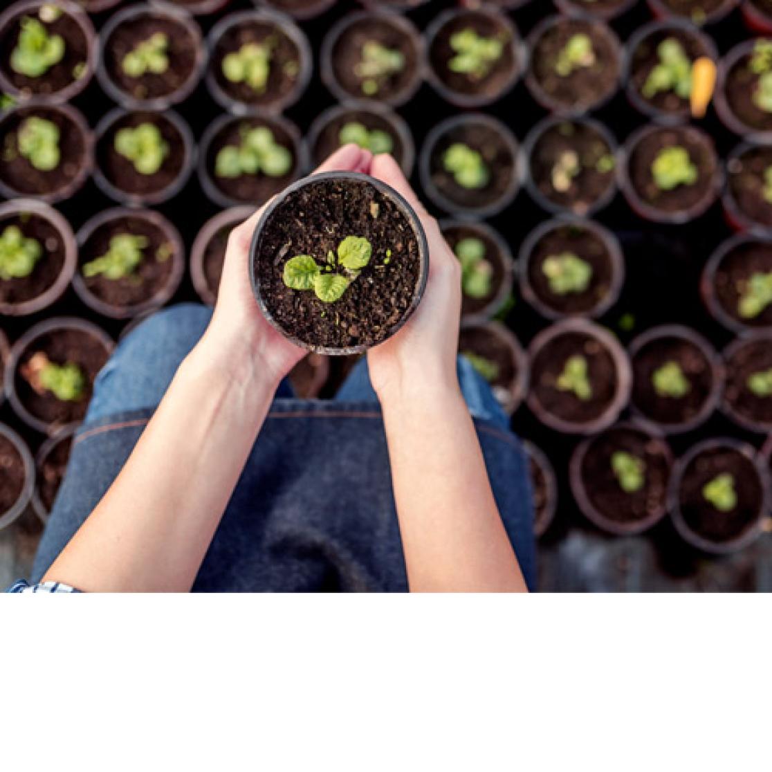 Photo: growing plants in pots