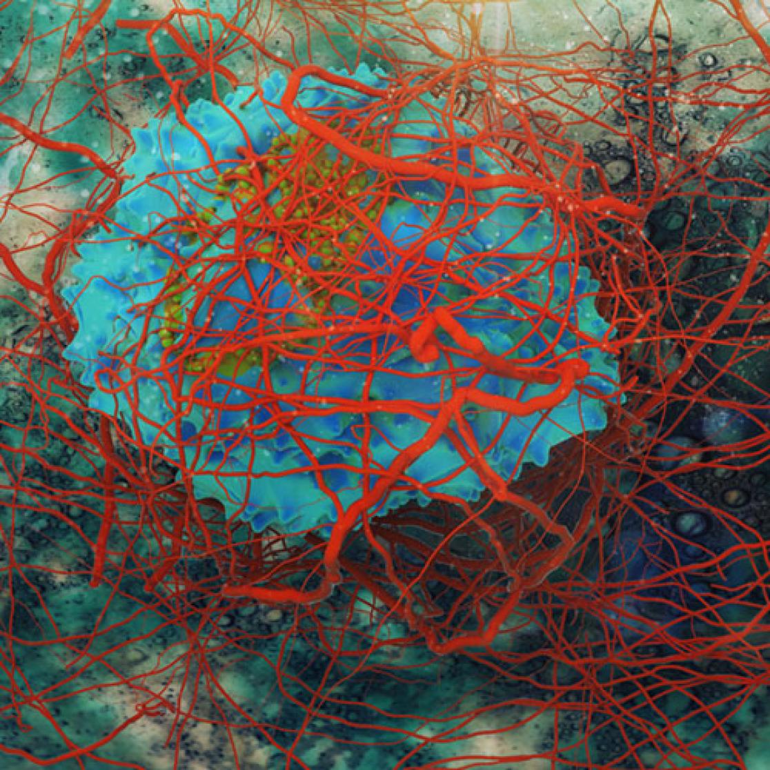 immunotherapy to fight cancer