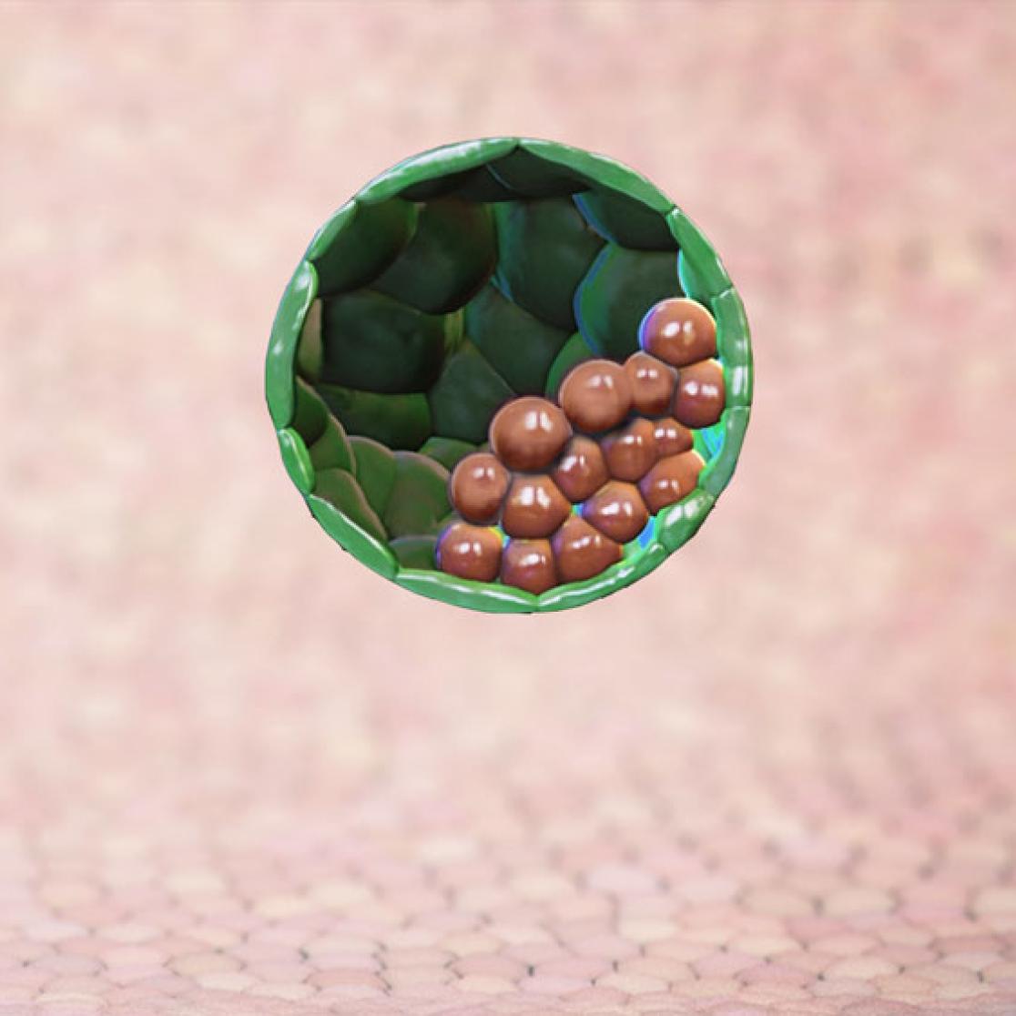 Blastocyst-like structures generated solely from stem cells