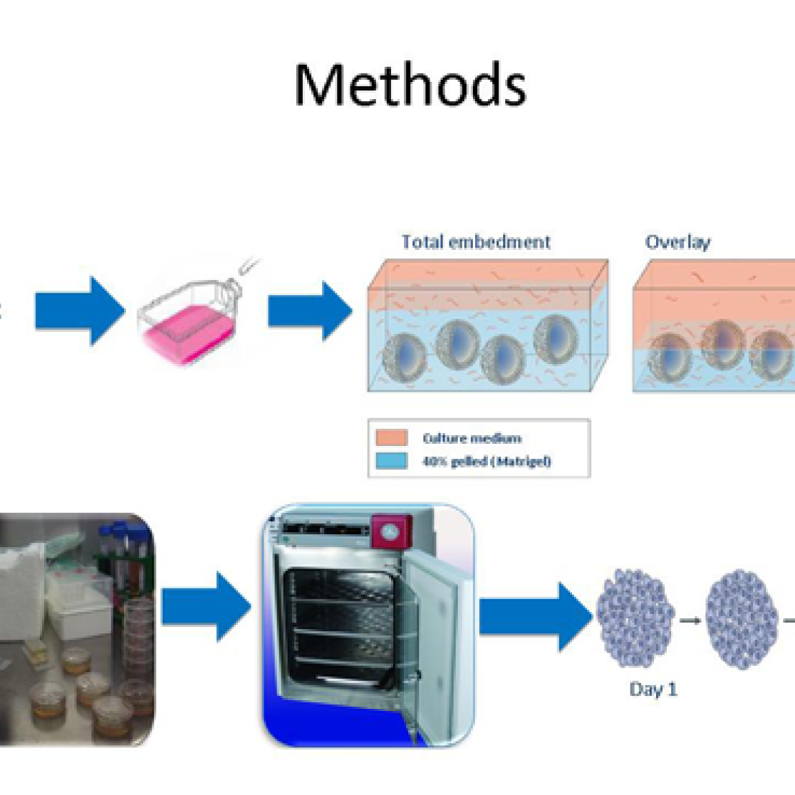 In-Vitro research
