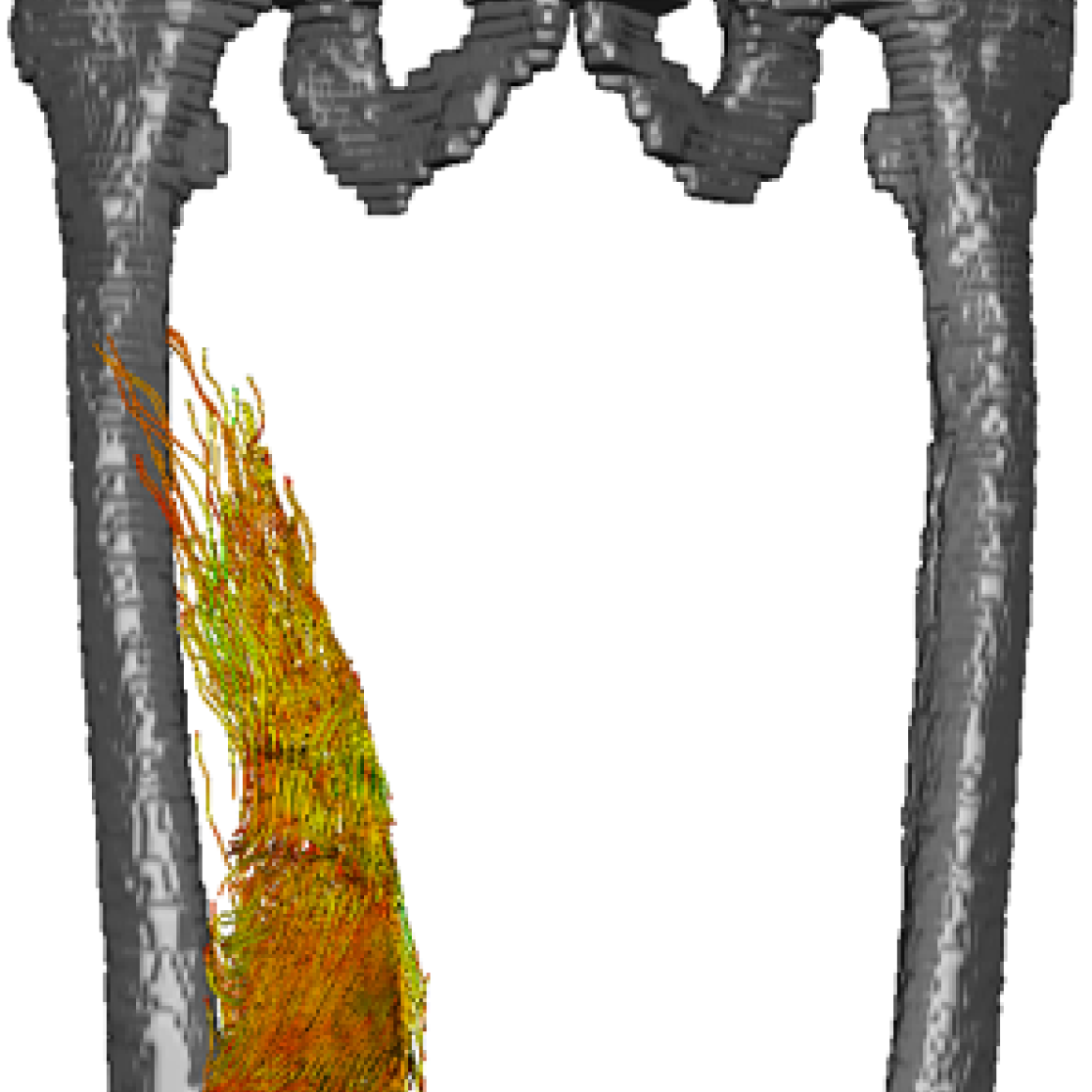 Muscle function and “In-Vivo” anatomy