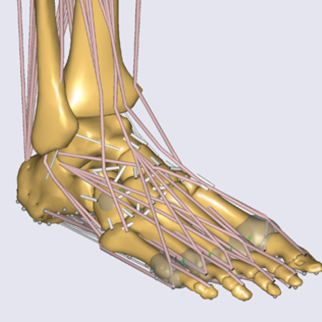 3D Motion Capture and Muscle-Skeletal Modelling