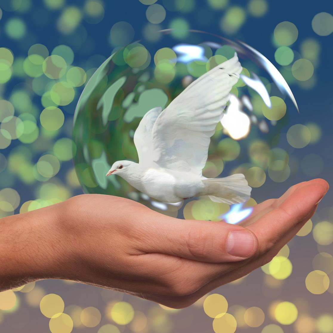 peace-dove_Shelter City Maastricht_project human rights.jpg