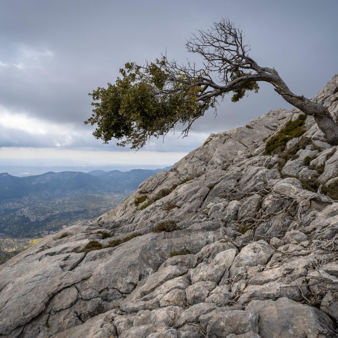 Resilience