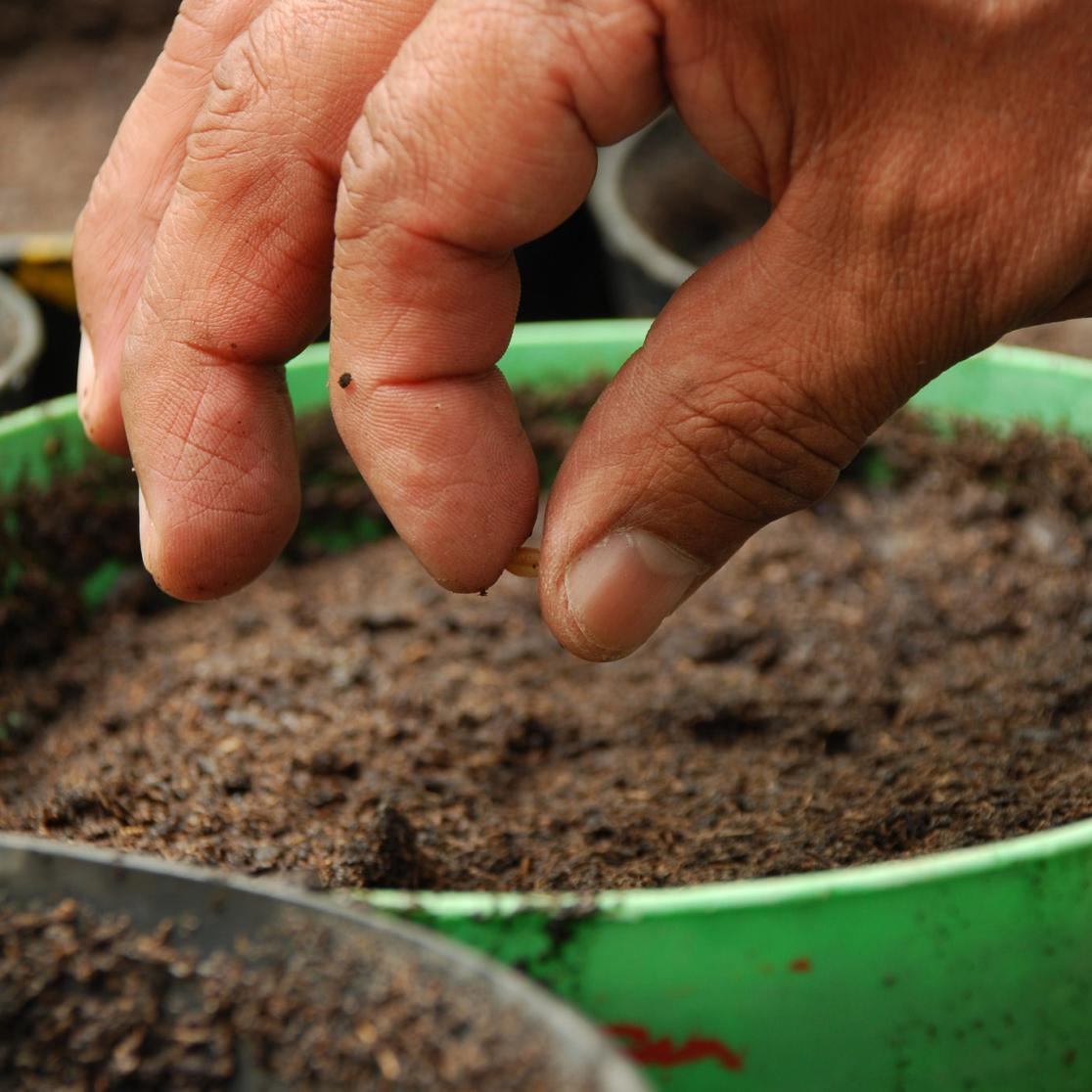 Plants and seeds - blog conference