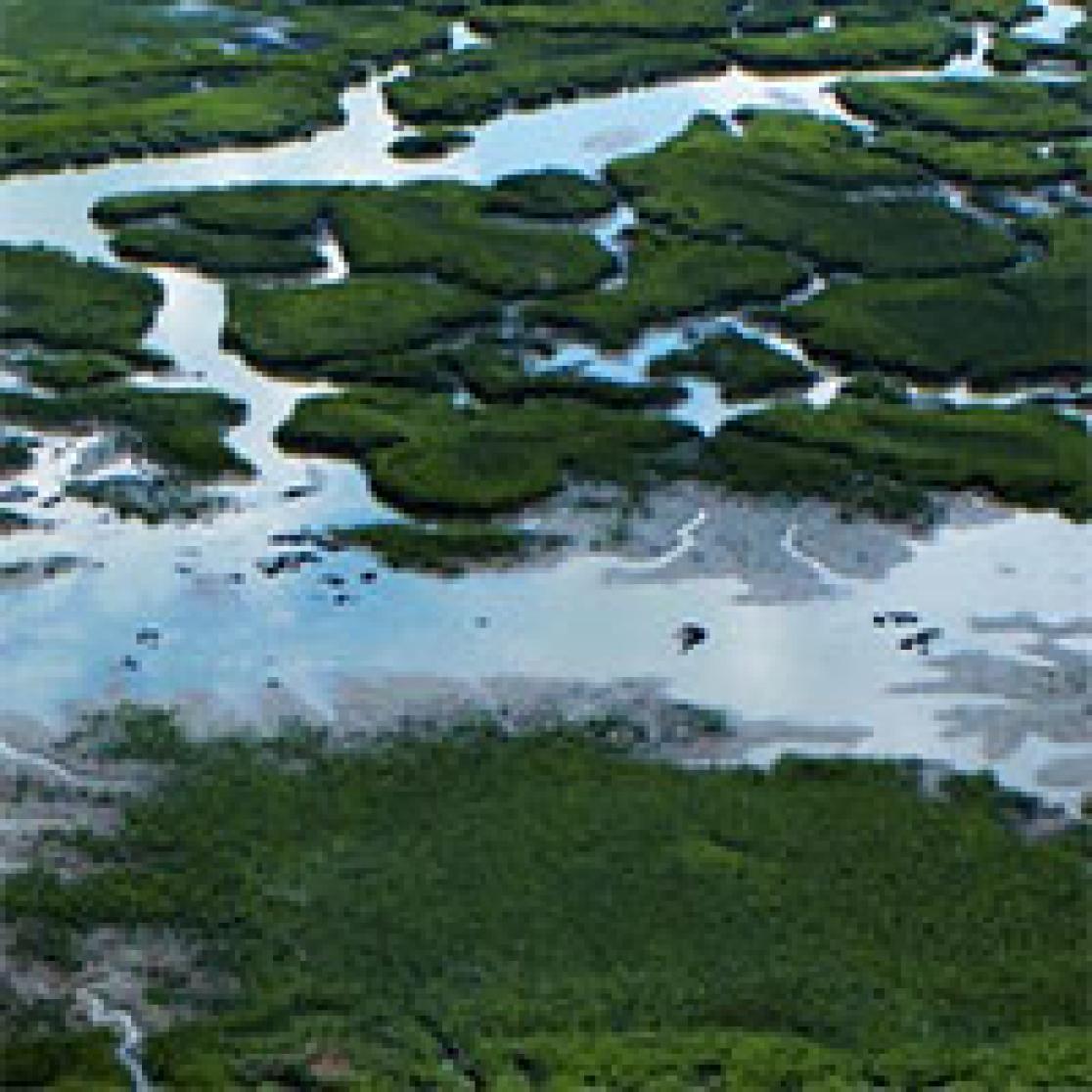 CARIM thumbnail image