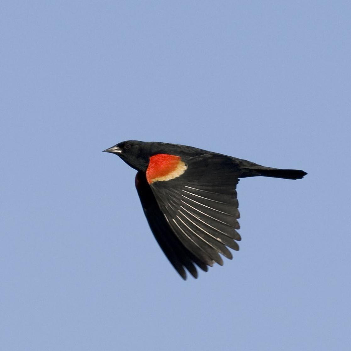red winged blackbird