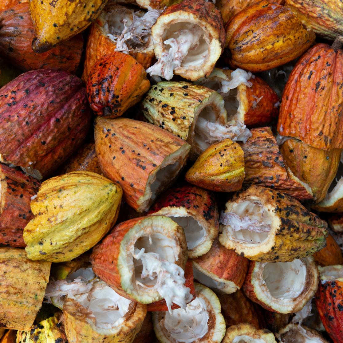 Cocoa