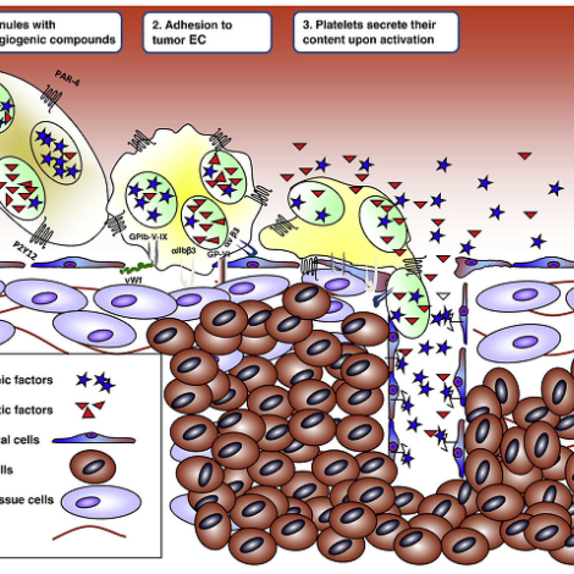 role_of_blood_platelets_in_tumor_angiogenesis_and_cancer_progression.png