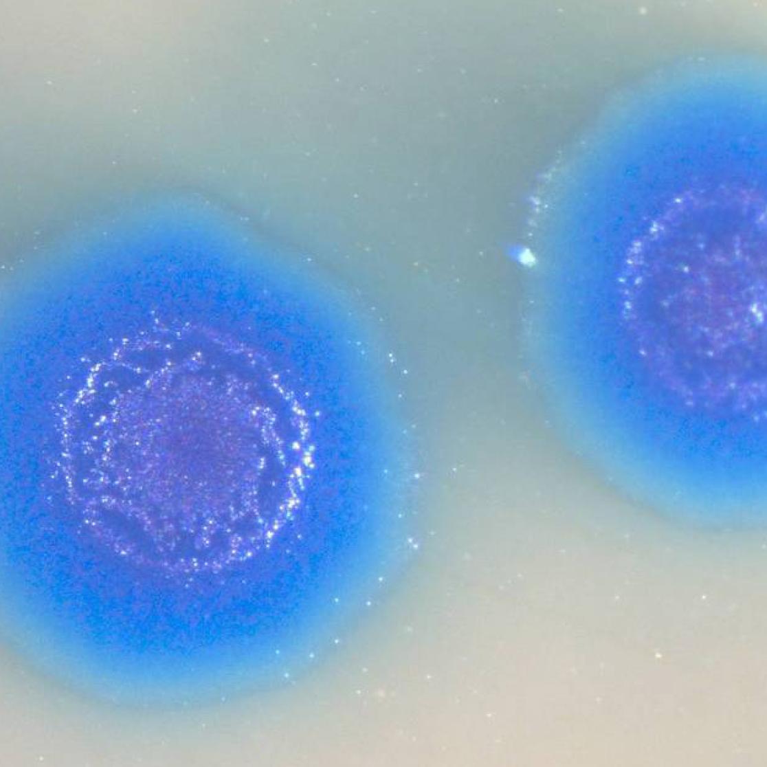 afbeelding van een synthetische cel