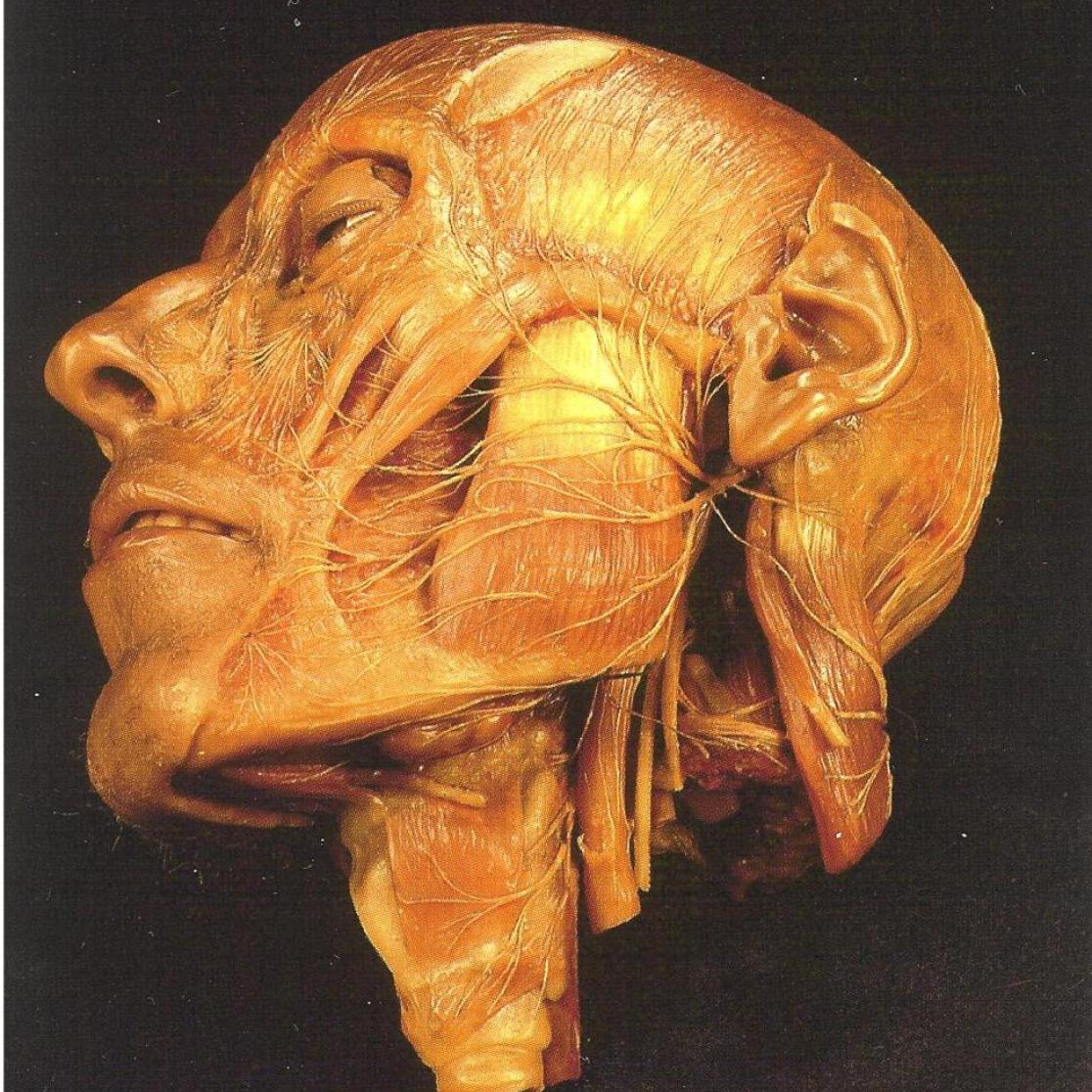 A picture of a work by vesalius.