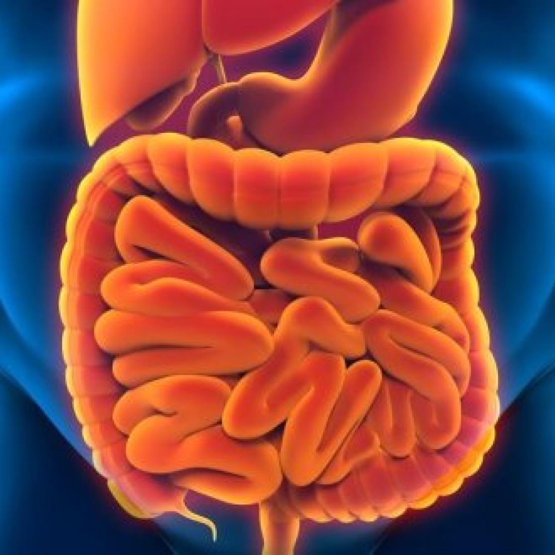 A picture of intestines.