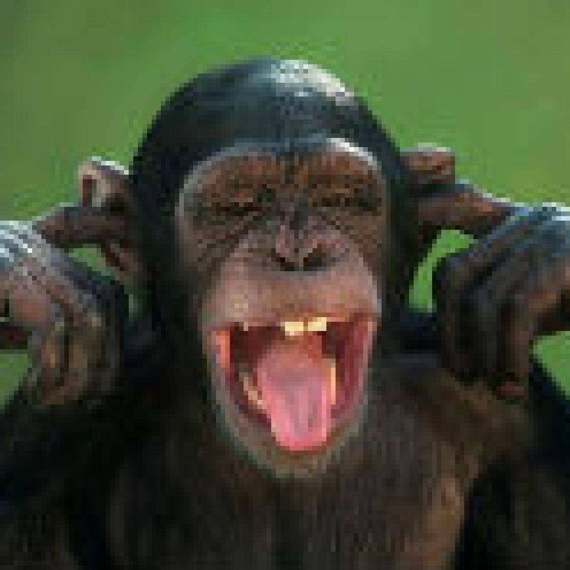 A picture of a primate being rude.