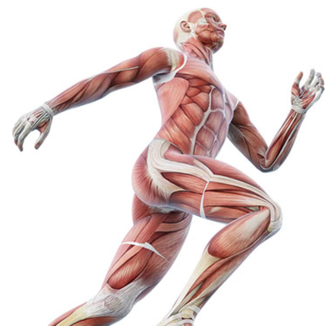 A picture of the muscles you use to move.