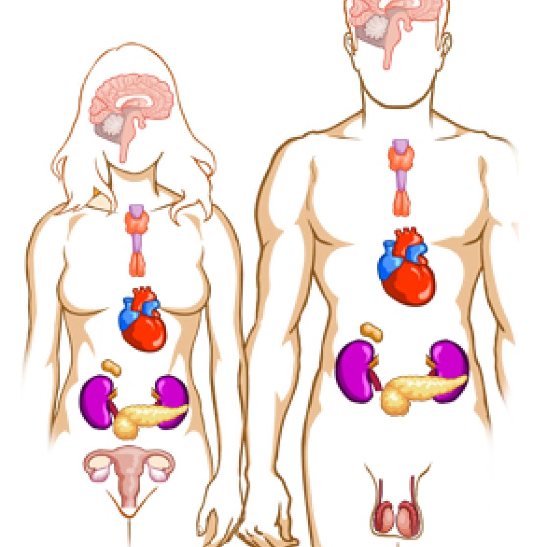 An image of hormones.
