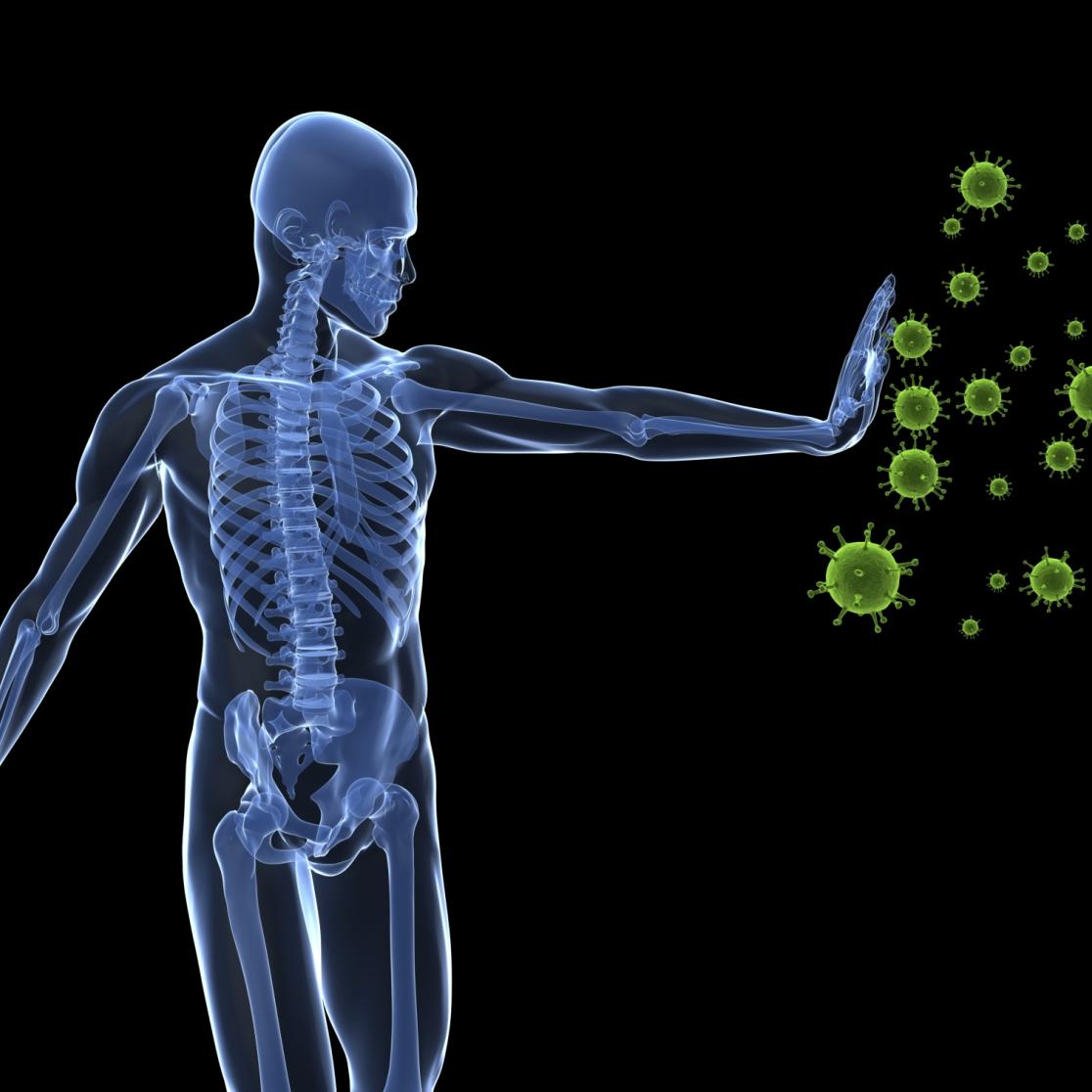 An image of the immune system.