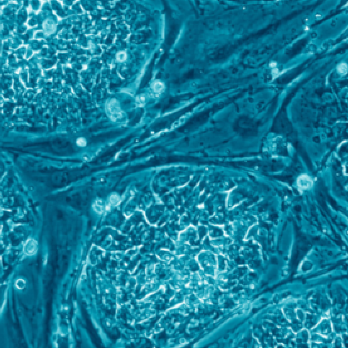 stemcells