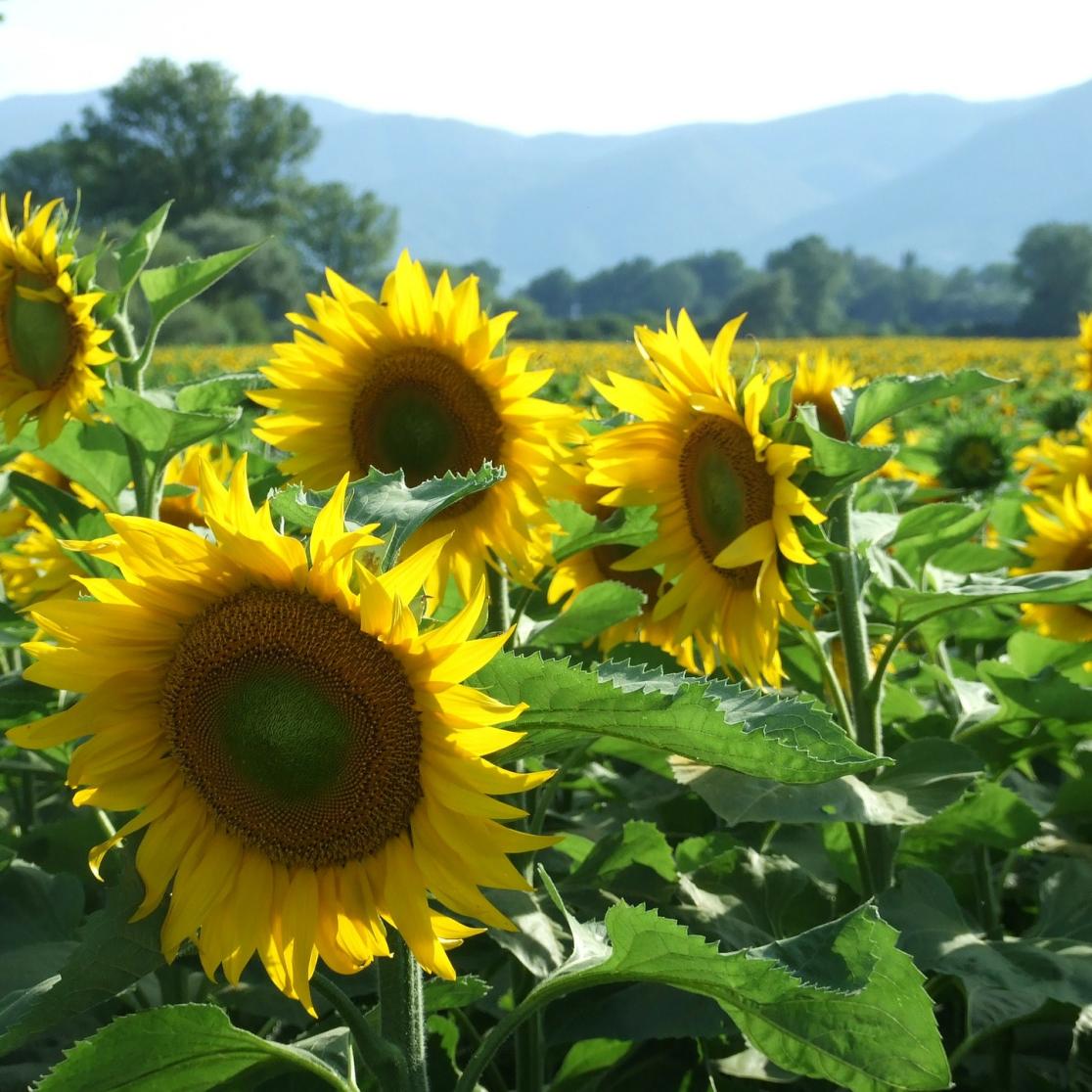 sunflowers trade Ukraine