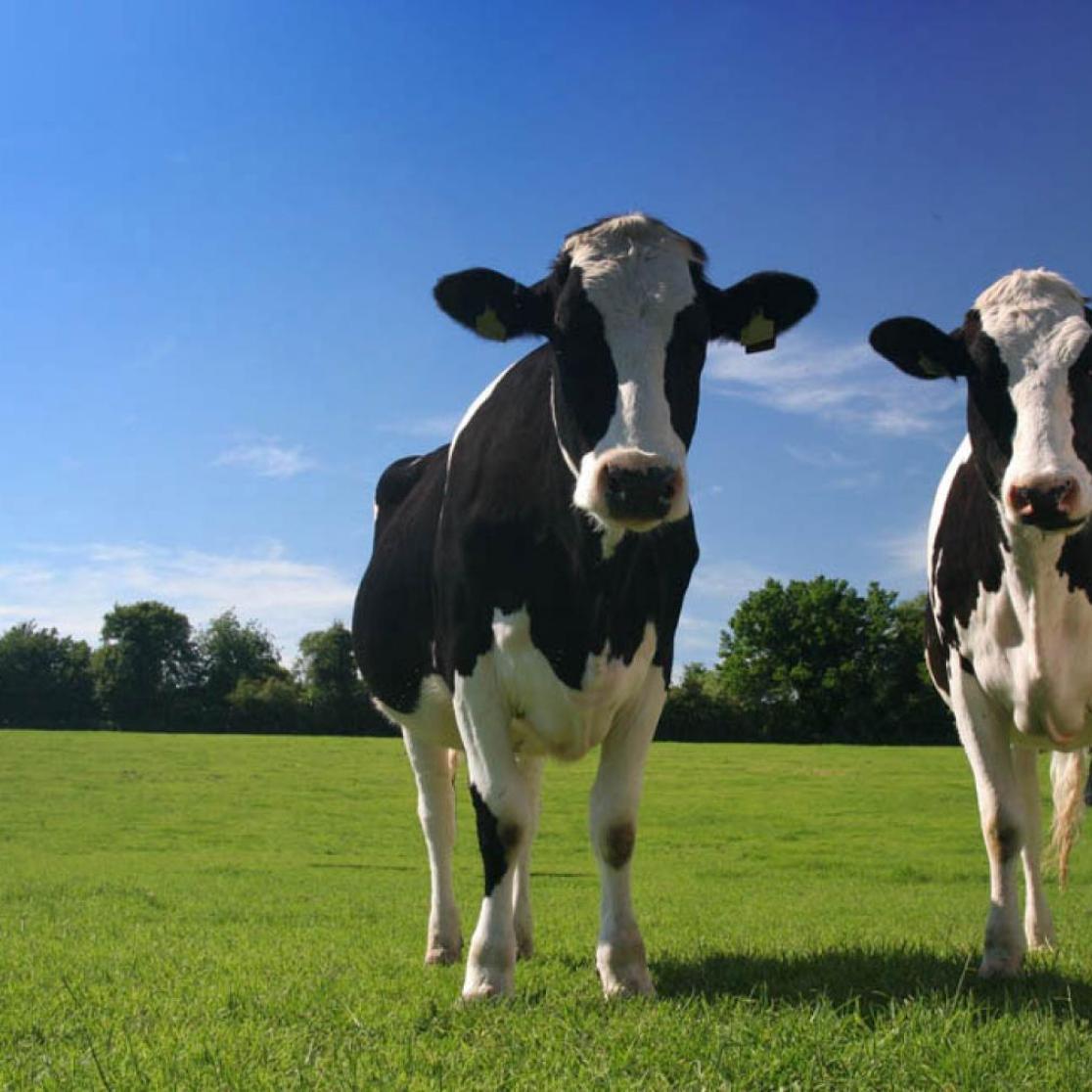 De BBB moet eerlijk zijn over de toekomst van boeren