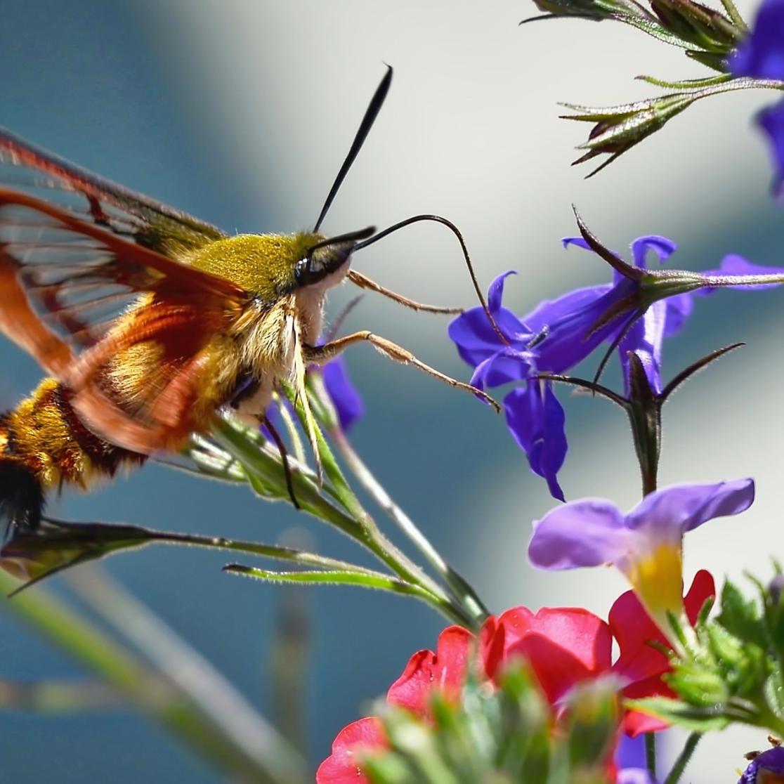 The Butterfly effect blog