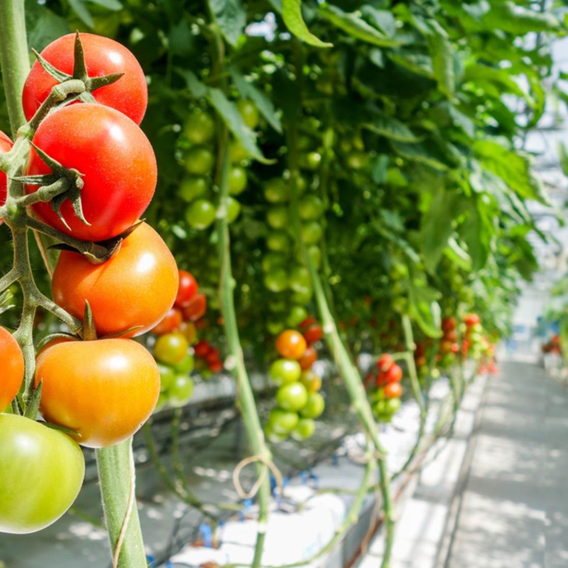 Tomatoes growing in greenhouse