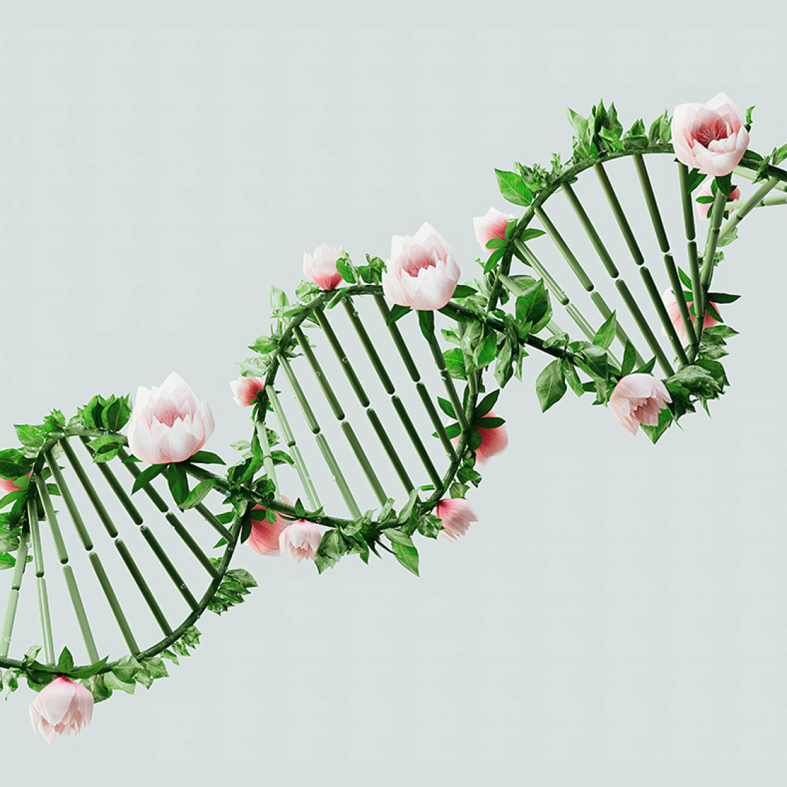 Flower DNA