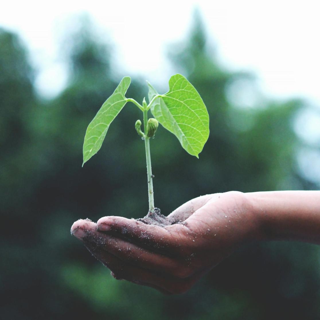 Climate grow
