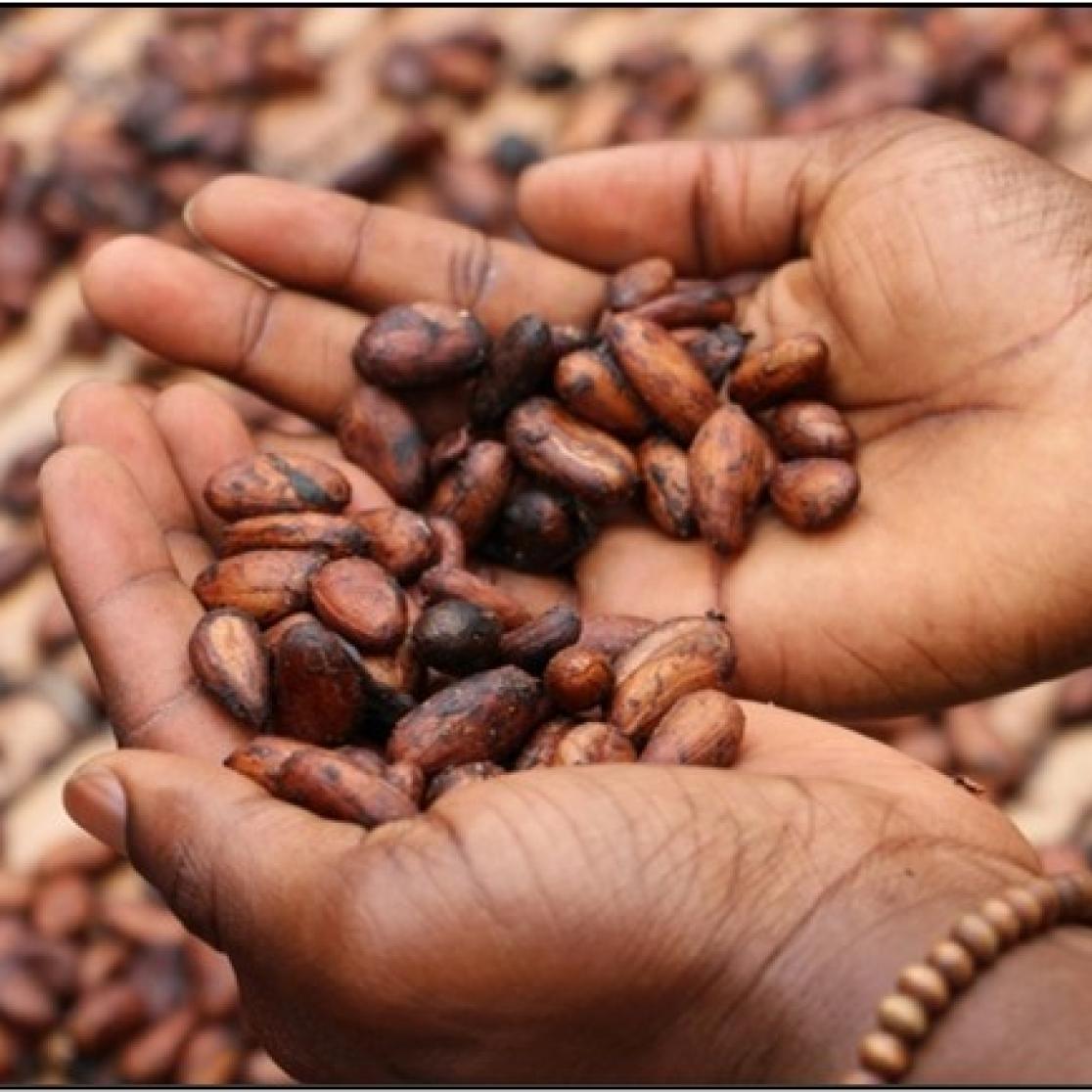 Cocoa
