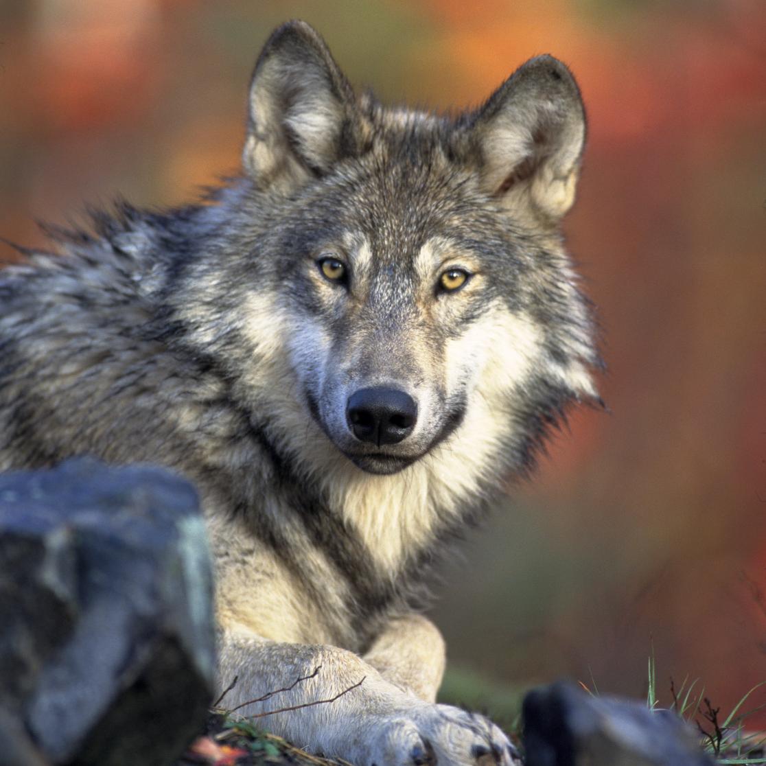 front view of resting wolf