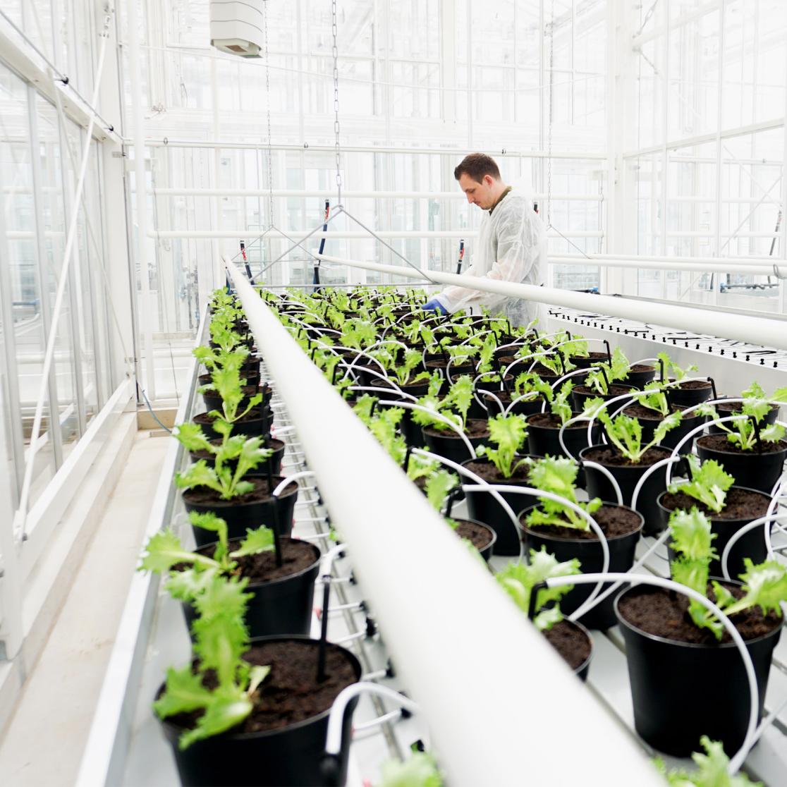 Research greenhouse at Maastricht University campus Venlo