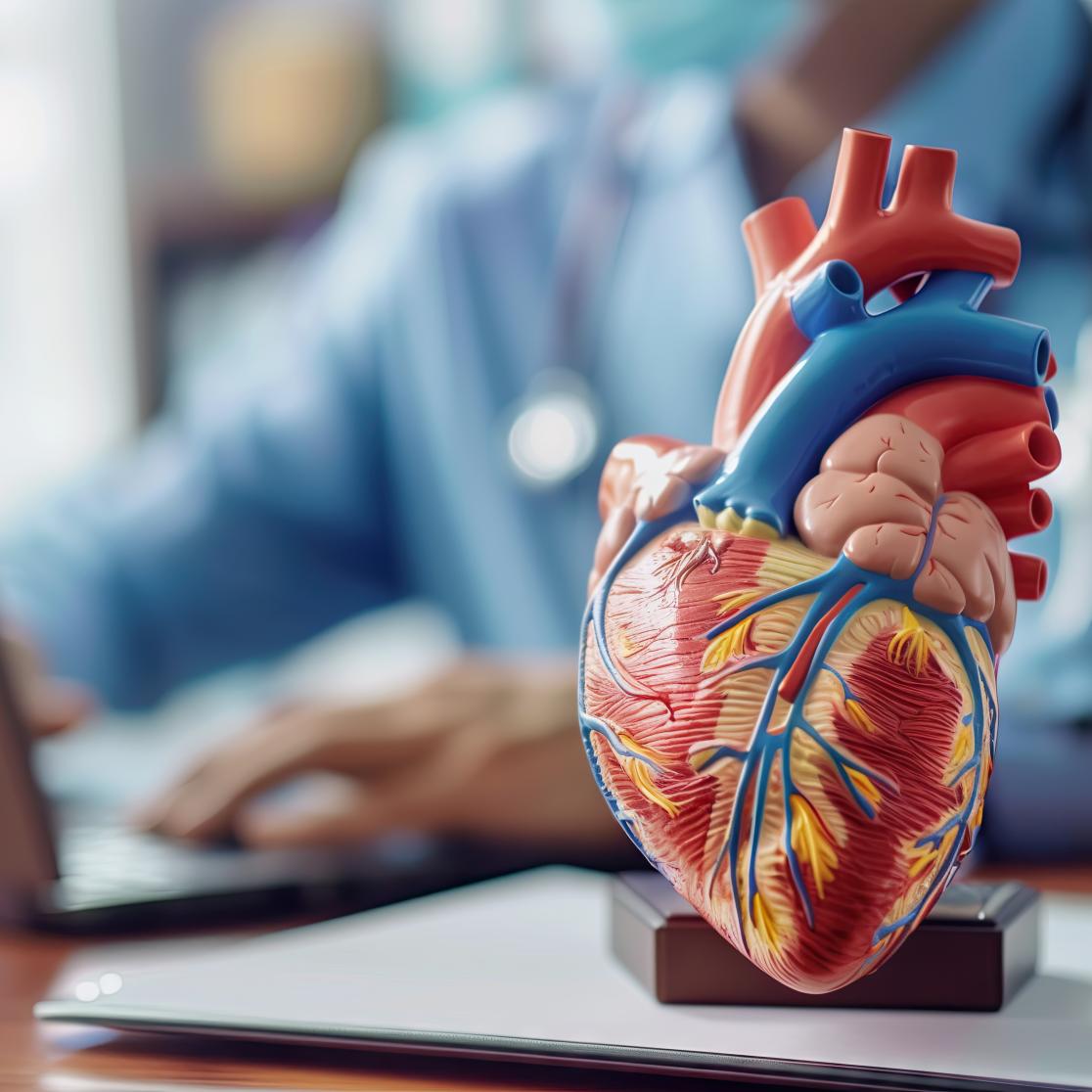 Heart model