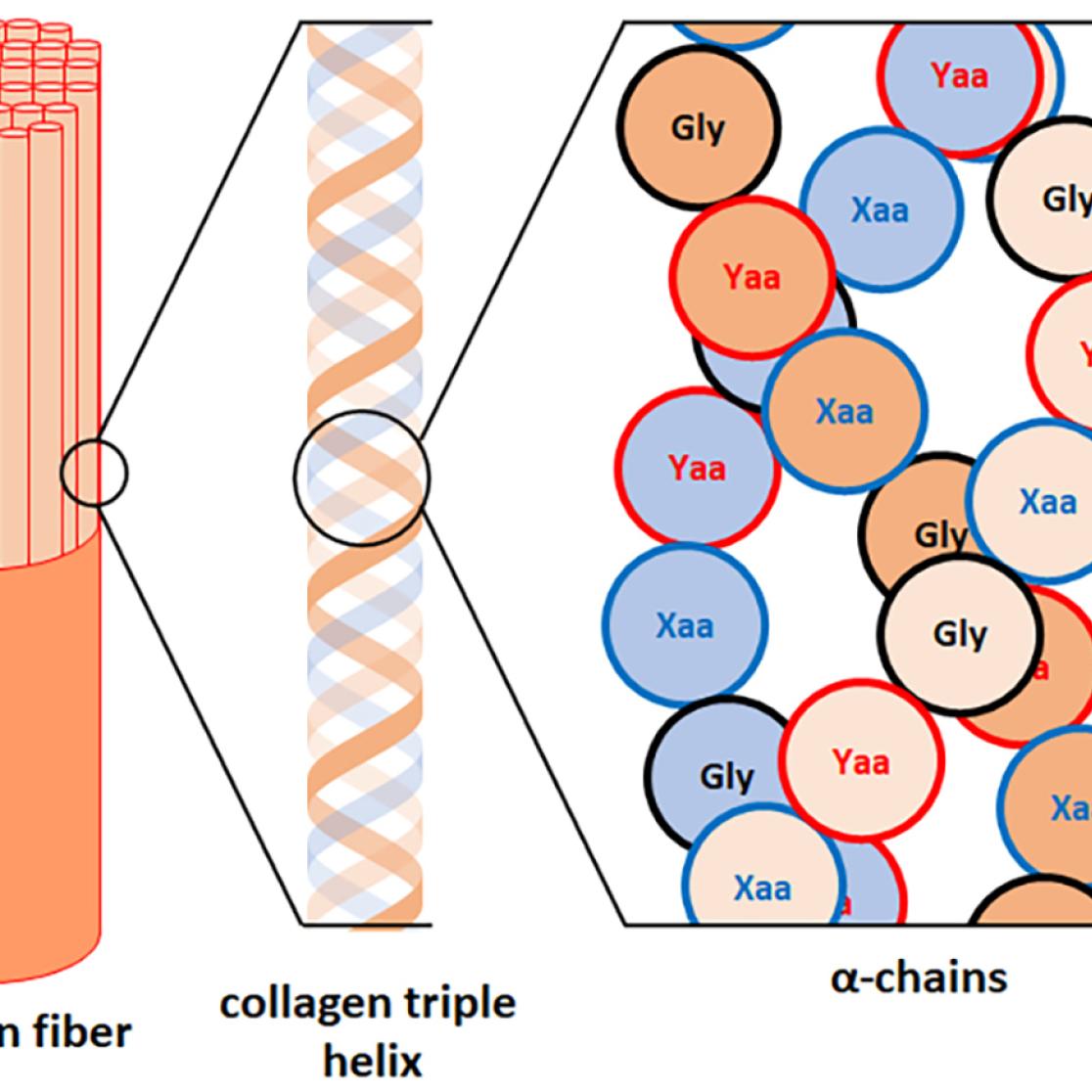 schematic blow-up of collagen fiber showing the triple helix structure 