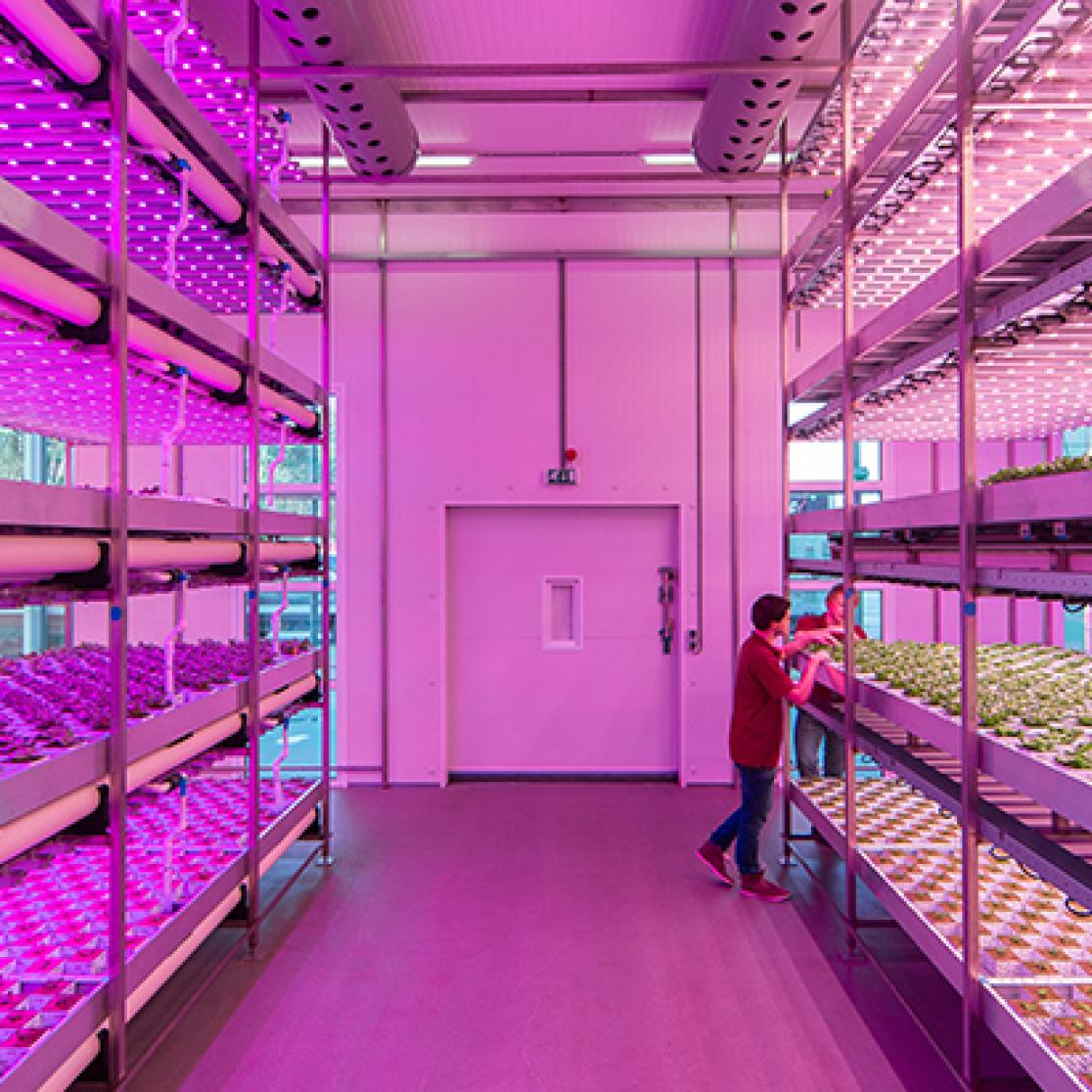 Greenhouse with purple lights