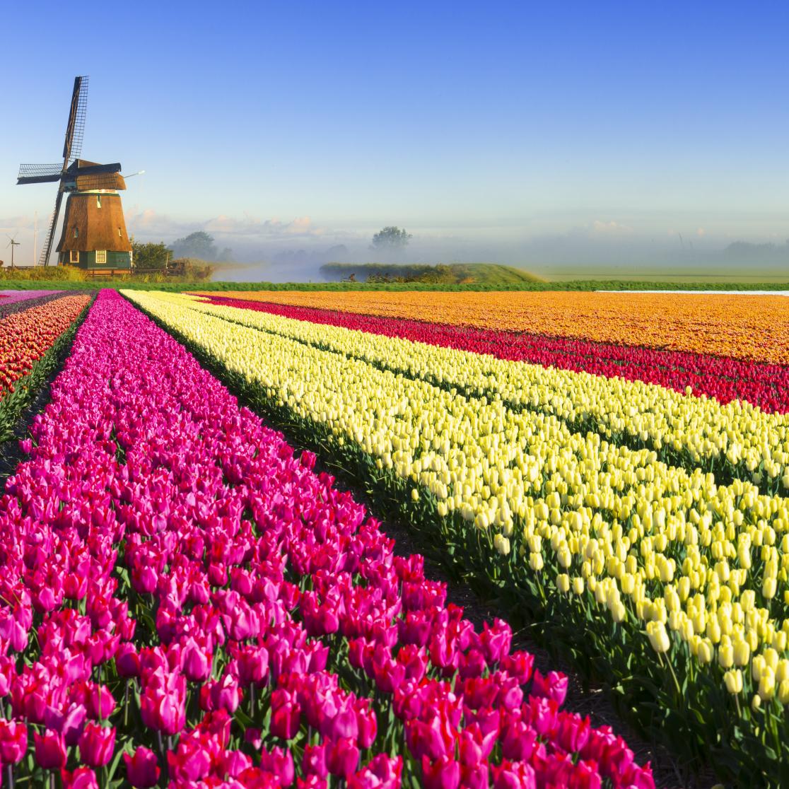 Dutch tulips windmill