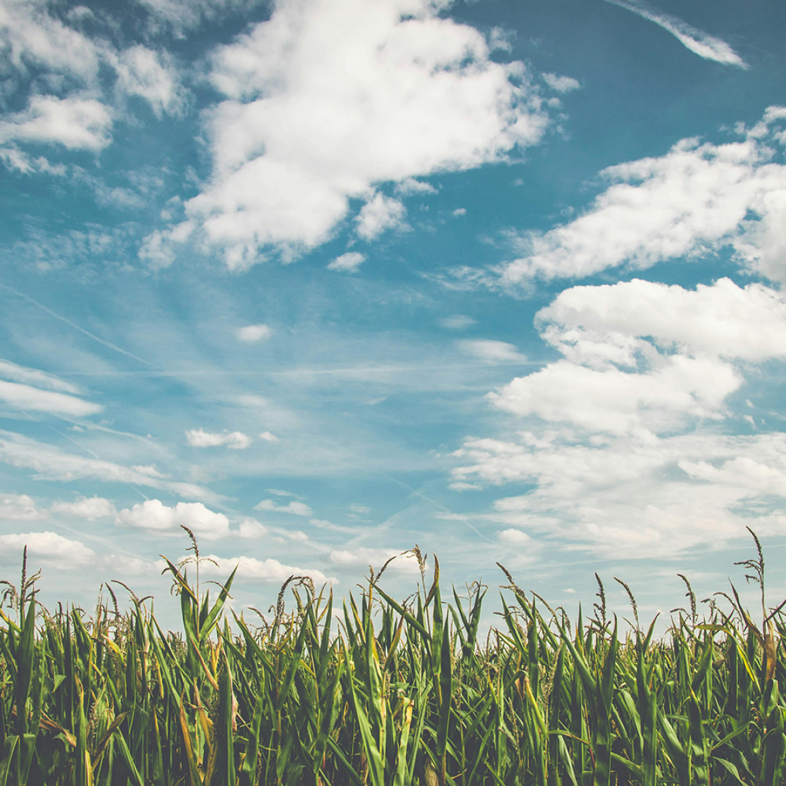 Cloudy sky with plants in foreground