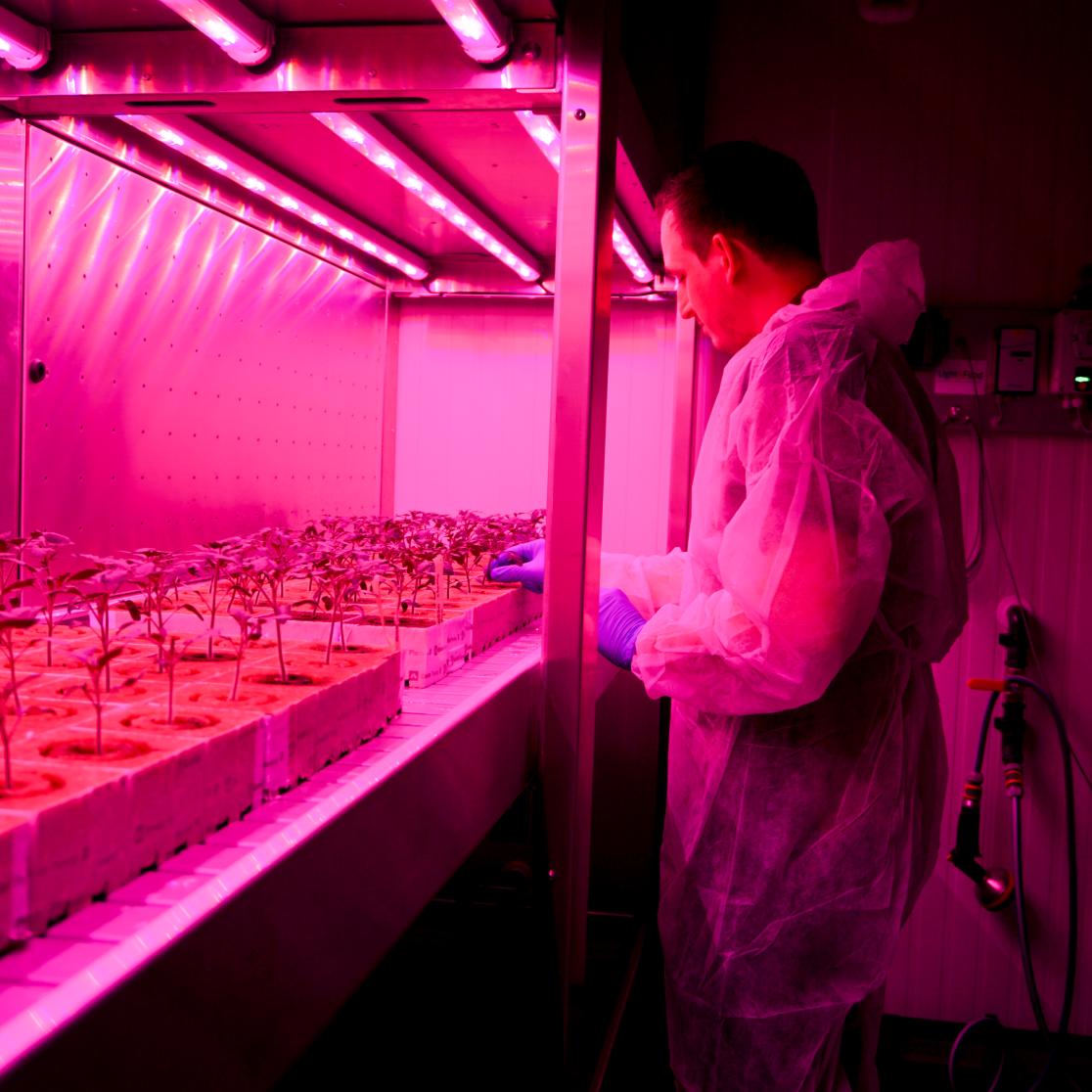 Scientist in greenhouse with purple light