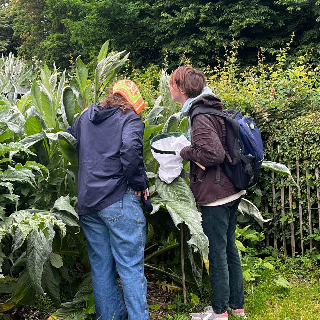 participants identifying species